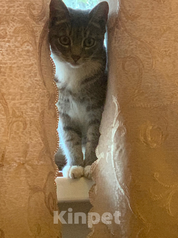 Кошки в Каменске-Уральском: Кошка ищет дом срочно Девочка, Бесплатно - фото 2