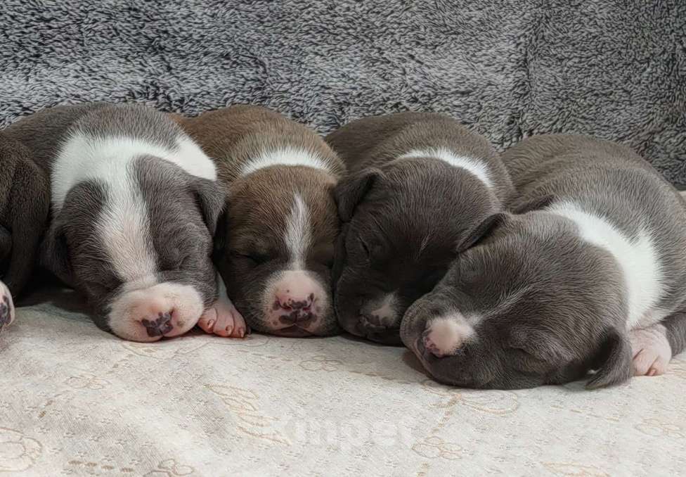 Собаки в Санкт-Петербурге: Щенки стаффордширского терьера Разнополые, 90 000 руб. - фото 6