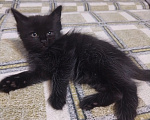 Кошки в Астрахани: Котята в добрые руки Девочка, Бесплатно - фото 2
