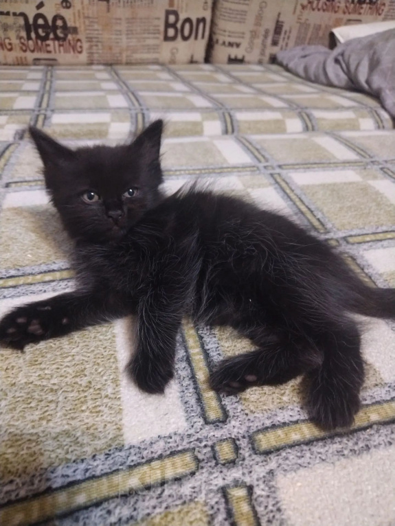 Кошки в Астрахани: Котята в добрые руки Девочка, Бесплатно - фото 2
