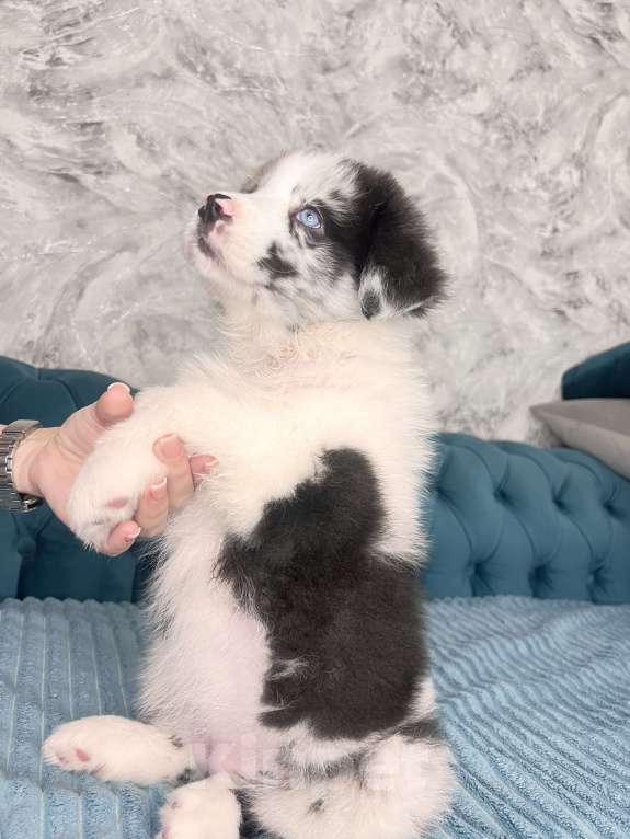 Собаки в Ростове-на-Дону: Девочка аусси Девочка, 60 000 руб. - фото 10