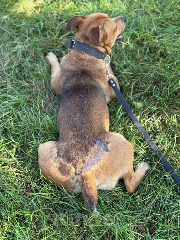 Собаки в Москве: Сэм амстаф Мальчик, Бесплатно - фото 10