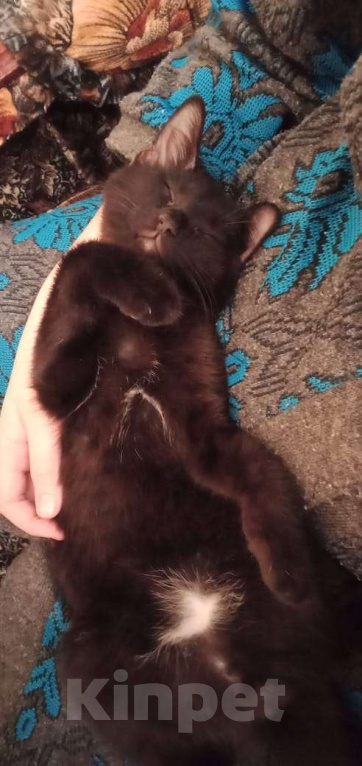 Кошки в Тамбове: Отдам котенка в добрые руки  Мальчик, Бесплатно - фото 2