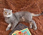 Кошки в Белгороде: Потерялся кот Мальчик, 1 000 руб. - фото 2