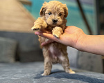 Собаки в Новосибирске: Продам щенка мальтипу мини, F1. Девочка окраса кофе с молоком. Очень красивая.  Девочка, 80 000 руб. - фото 1
