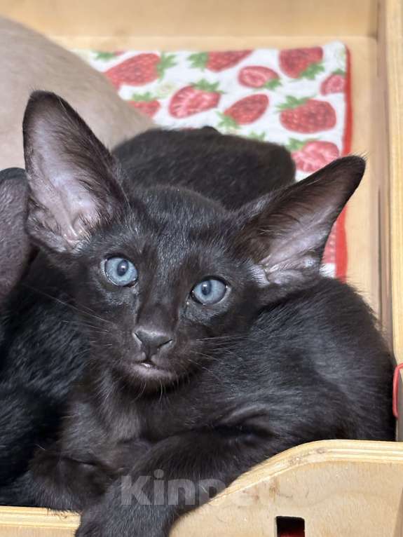 Кошки в Воткинске: Ориентальный котенок Мальчик, 55 000 руб. - фото 3