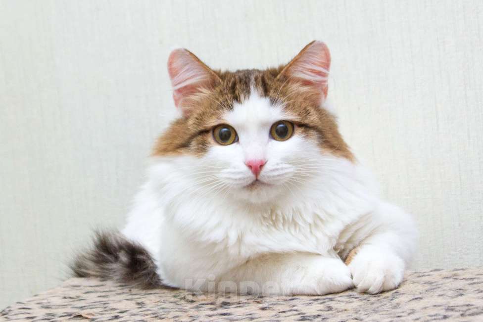 Кошки в Москве: Ждут свои семьи котята – подростки! Разнополые, Бесплатно - фото 3