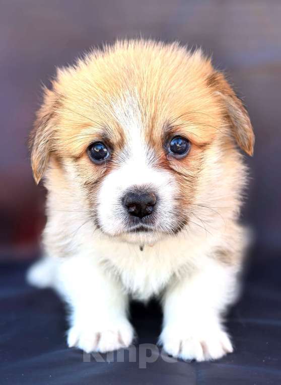 Собаки в Москве: Девочка вельш корги пемброк Девочка, 60 000 руб. - фото 5