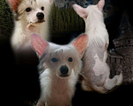 Собаки в Колпино: Щенки китайской хохлатой Мальчик, 18 руб. - фото 10