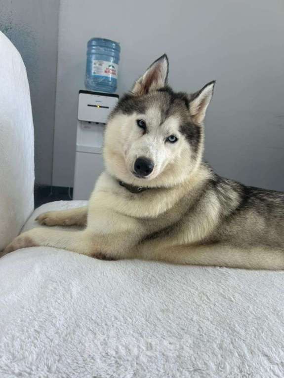 Собаки в Краснодаре: Хаски Мелисса ищет дом Девочка, 10 руб. - фото 2