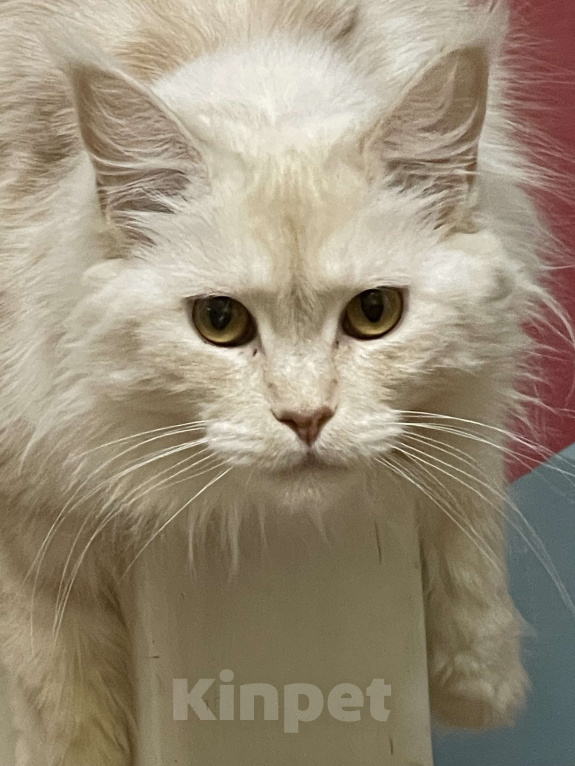 Кошки в Москве: МЕЙН-КУН Девочка, 15 000 руб. - фото 1