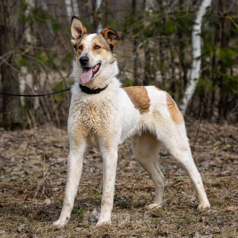 Собаки в Москве: Дэнни, собака-компаньон Мальчик, Бесплатно - фото 3