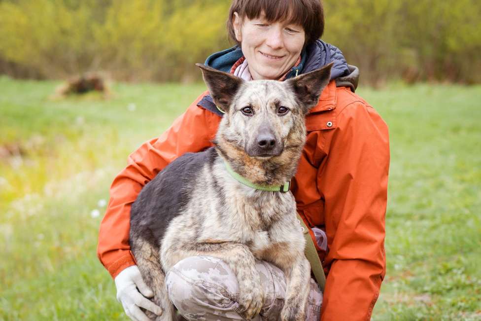 Собаки в Москве: Собака из приюта в добрые руки Мальчик, Бесплатно - фото 6