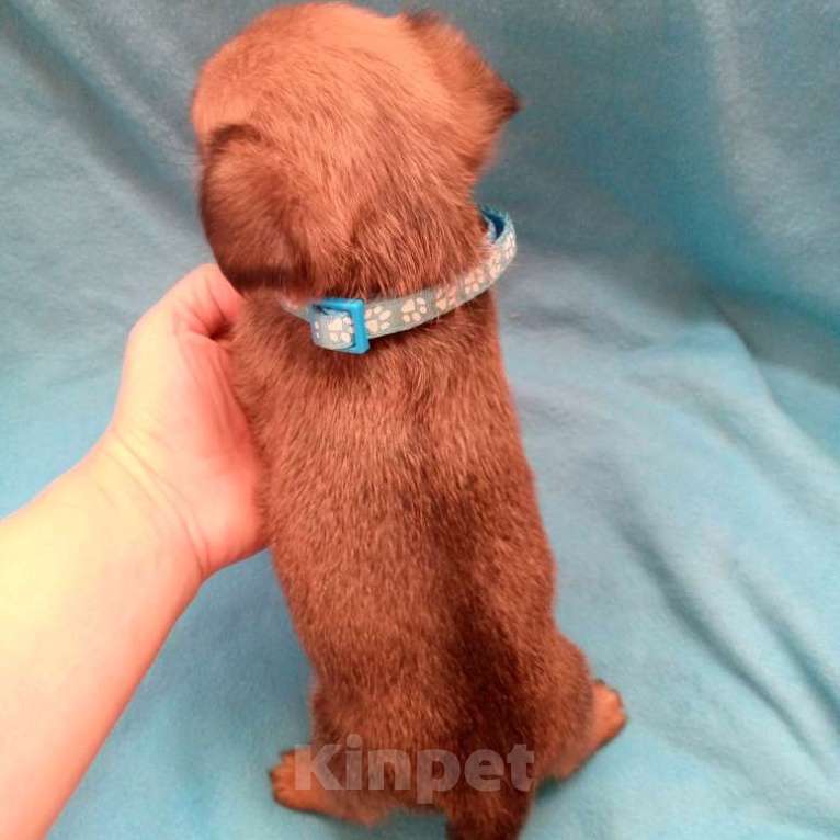 Собаки в Москве: Пти-брабансон рыжий мальчик Мальчик, 50 000 руб. - фото 3