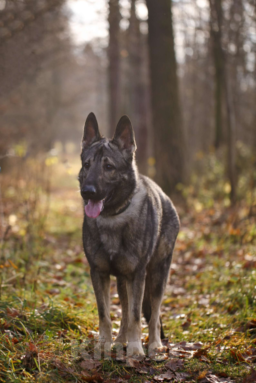 Собаки в других городах Московской области: Грей ищет верного хозяина Мальчик, Бесплатно - фото 4