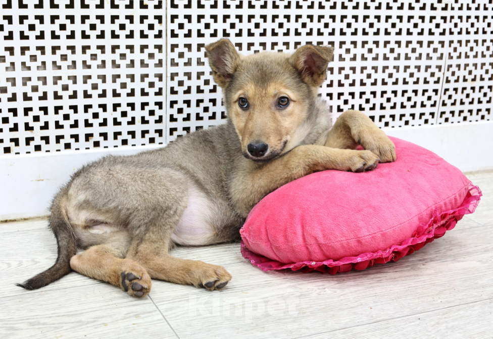 Собаки в Москве: Щенки бесплатно в Москве Девочка, Бесплатно - фото 1