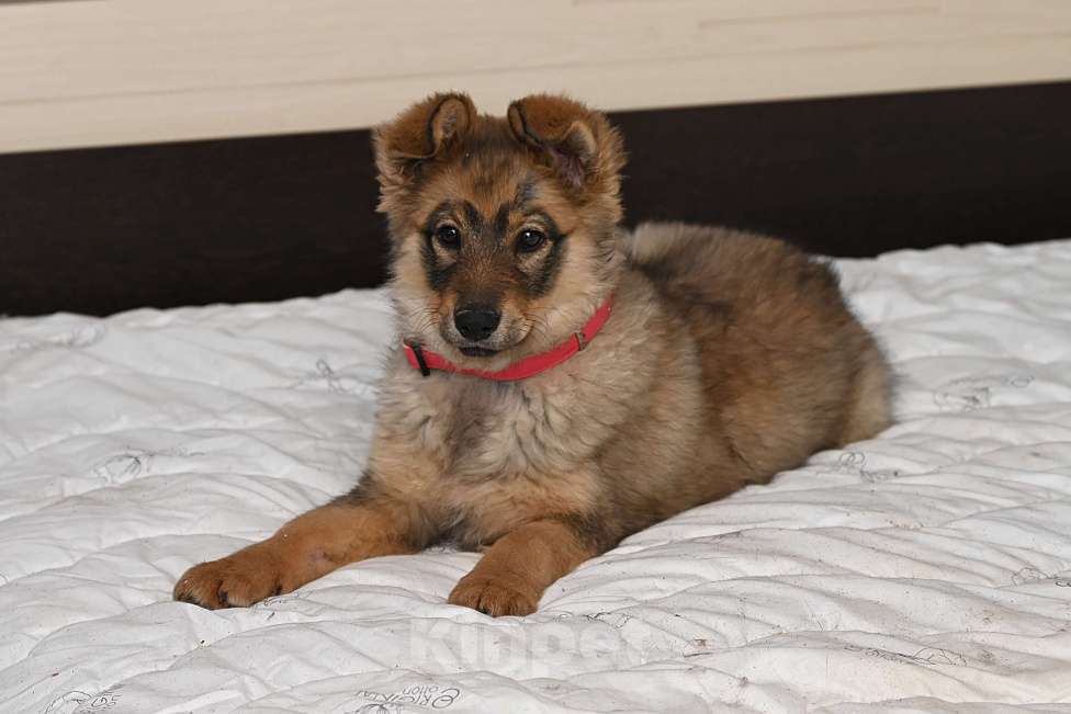 Собаки в других городах Московской области: Ищет добрую семью Элегия. 4 мес. Девочка, 1 000 руб. - фото 2