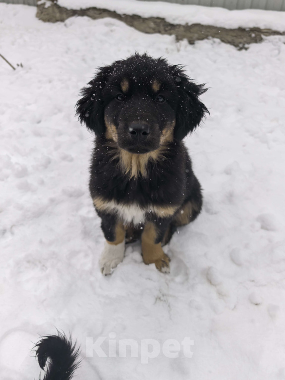 Собаки в Хабаровске: Монгольская овчарка (Банхар) Девочка, 40 000 руб. - фото 1