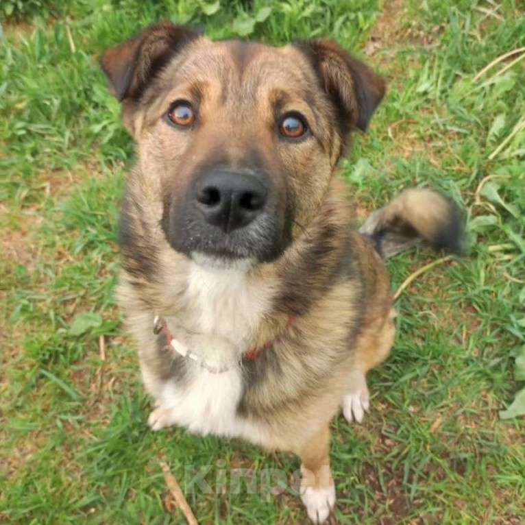 Собаки в Москве: Самый ласковый пес Рыжик в добрые руки Мальчик, Бесплатно - фото 3