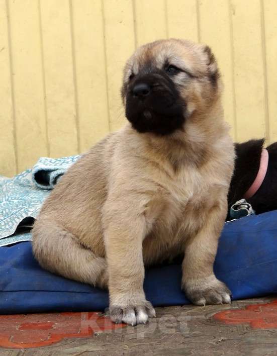 Собаки в Екатеринбурге: Среднеазиатская овчарка (алабай) Девочка, 40 000 руб. - фото 6