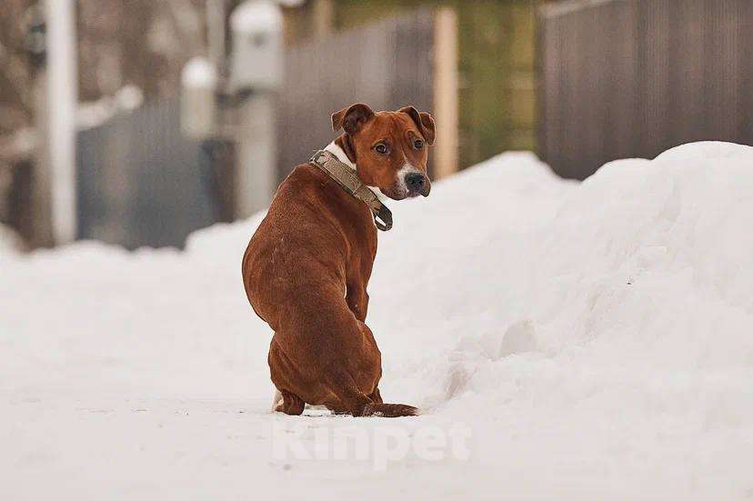 Собаки в других городах Московской области: Юнити стаффордшир из Якутска Девочка, Бесплатно - фото 1
