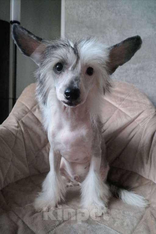 Собаки в Санкт-Петербурге: Голый мальчик Мальчик, 30 000 руб. - фото 1