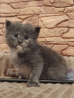 Объявление: Кошка Мейн-кун , 15 000 руб., Сыктывкар