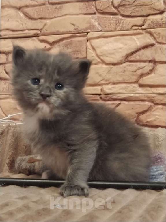 Кошки в Сыктывкаре: Кошка Мейн-кун  Девочка, 15 000 руб. - фото 1
