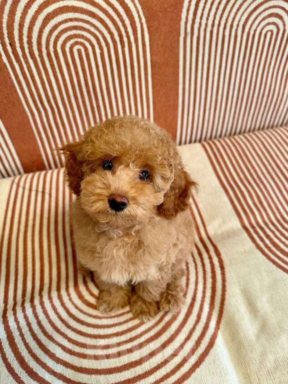 Собаки в Липецке: Продаются щенки карликового пулеля Мальчик, 35 000 руб. - фото 4