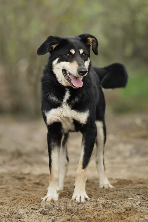 Собаки в Москве: Корсак из приюта мечтает о доме Мальчик, Бесплатно - фото 2