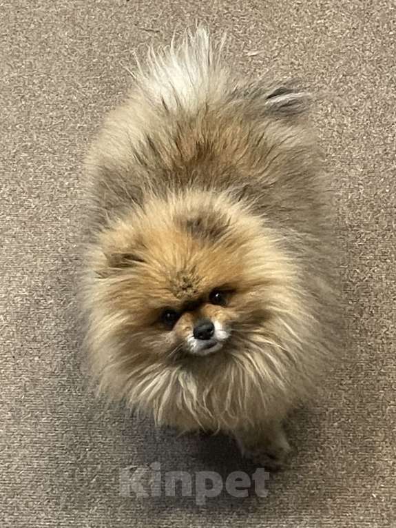 Собаки в Улане-Удэ: Пропала собака Мальчик, 1 000 руб. - фото 4