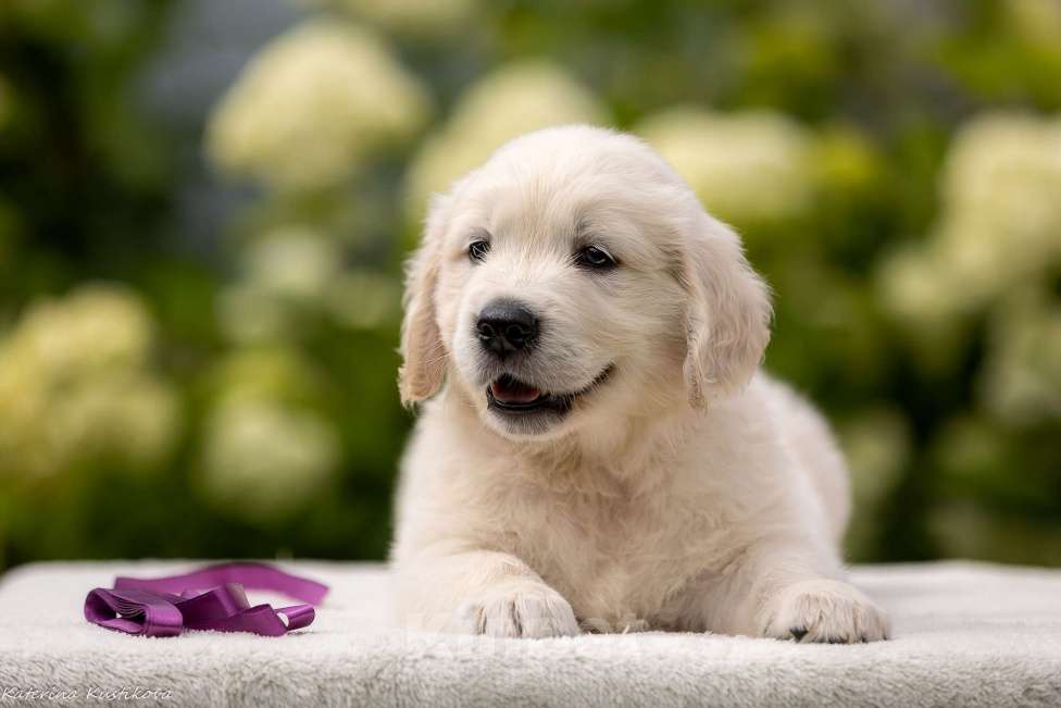 Собаки в Москве: Щенки голден( золотистого) ретривера Мальчик, 95 000 руб. - фото 3