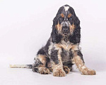 Собаки в Солнечногорске: Щенки Английского кокер-спаниеля Мальчик, 60 000 руб. - фото 4