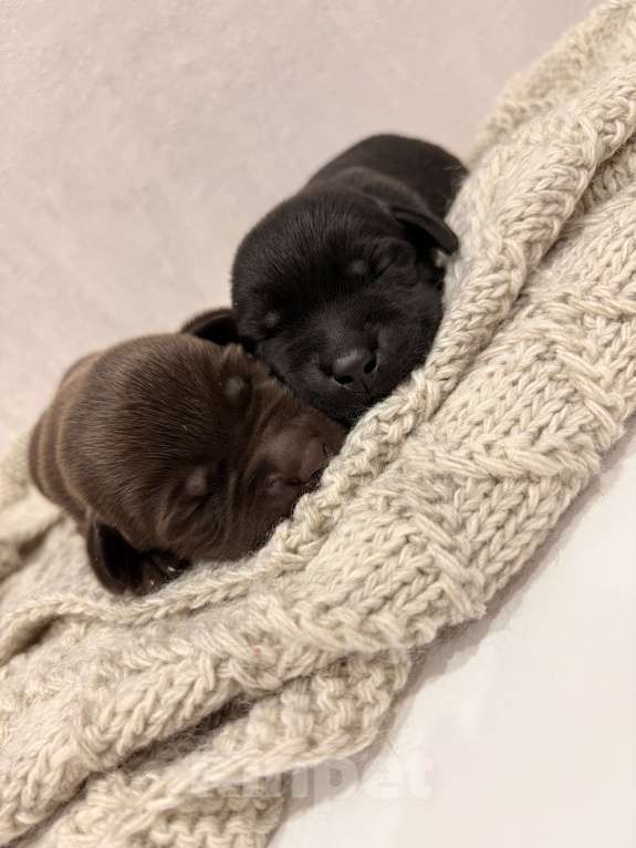 Собаки в Москве: Щенки лабрадор-ретривер Разнополые, 70 000 руб. - фото 2