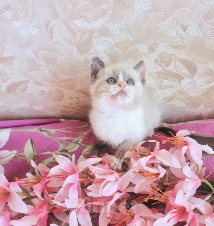 Кошки в Москве: Лапочка девочка Рэгдолл Девочка, 50 000 руб. - фото 4