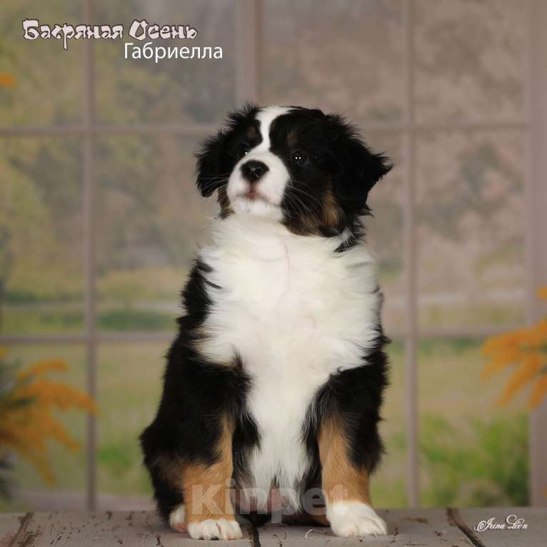 Собаки в других городах Московской области: Продается девочка миниаусси Девочка, 80 000 руб. - фото 3