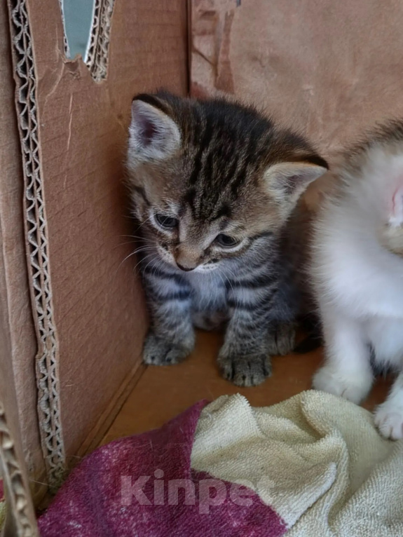 Кошки в Иркутске: Котята от американская гладкошерстная кошка Разнополые, 10 руб. - фото 5