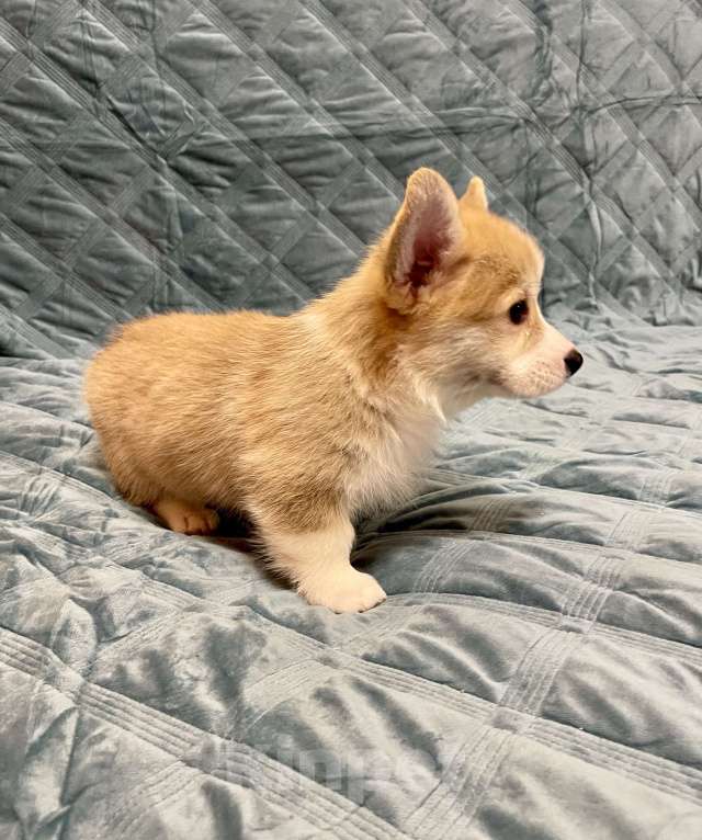 Собаки в других городах Московской области: Мальчик 2 Мальчик, 50 000 руб. - фото 2