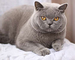 Кошки в Москве: Британский голубой шикарный кот. Мальчик, 60 000 руб. - фото 2