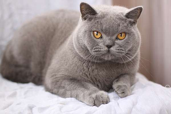 Кошки в Москве: Британский голубой шикарный кот. Мальчик, 60 000 руб. - фото 2