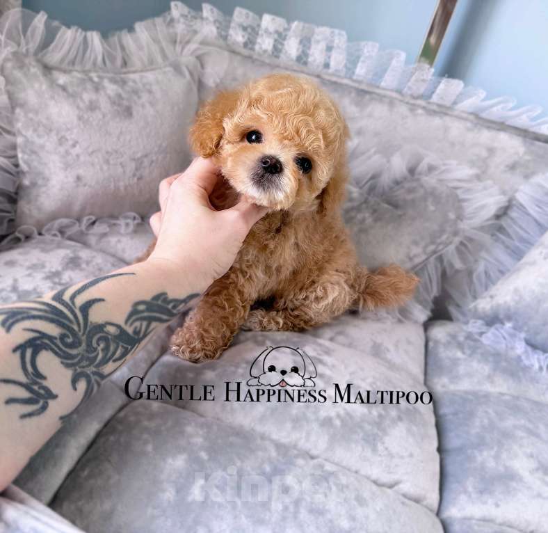 Собаки в Москве: Мальтипу из питомника Девочка, 80 000 руб. - фото 2