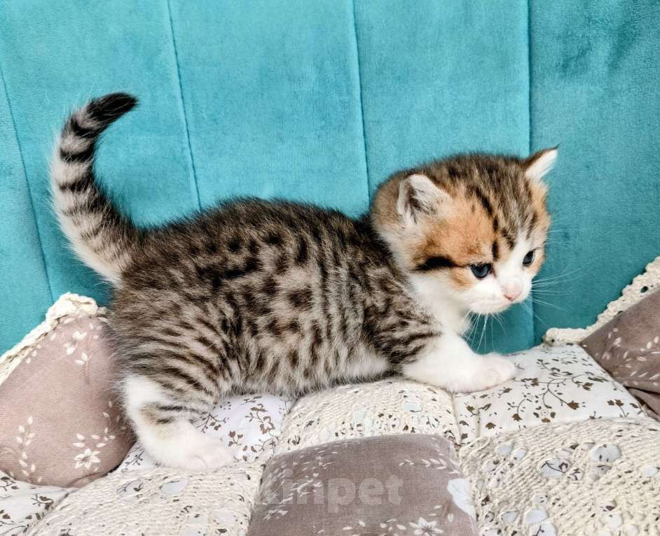 Кошки в Воронеже: Манчкин мальчик Мальчик, 50 000 руб. - фото 3