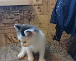 Кошки в Екатеринбурге: Котёнок в добрые руки Девочка, 100 руб. - фото 3