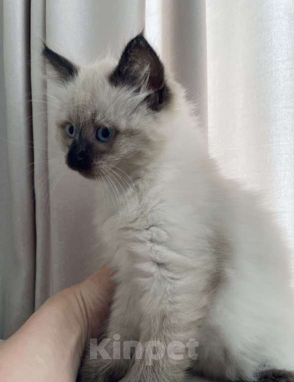 Кошки в Красногорске: Самый необычный котенок Мальчик, 46 000 руб. - фото 3