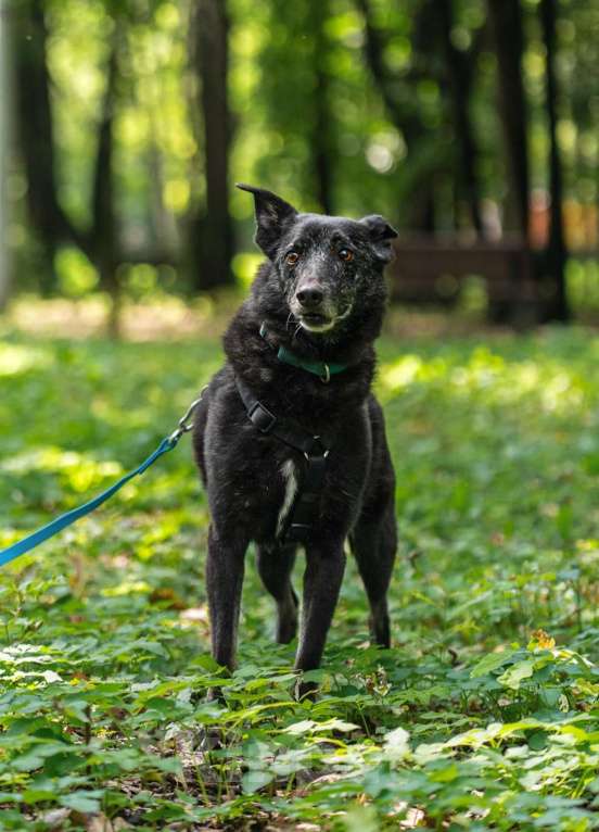 Собаки в Москве: Чарли ищет дом Мальчик, Бесплатно - фото 2