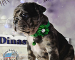 Собаки в Приморско-Ахтарске: Мальчик чёрный мрамор Мальчик, 85 000 руб. - фото 7