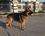 Собаки в Чебоксарах: Вязка,кобель Мальчик, 5 000 руб. - фото 1