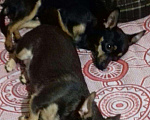 Собаки в Набережных Челнах: Вязка молодого Той терьера, 1 000 руб. - фото 4