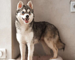 Собаки в Москве: Аляскинский кли-кай Волчек в добрые руки Мальчик, 1 руб. - фото 2