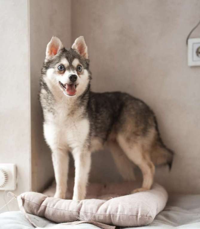 Собаки в Москве: Аляскинский кли-кай Волчек в добрые руки Мальчик, 1 руб. - фото 2